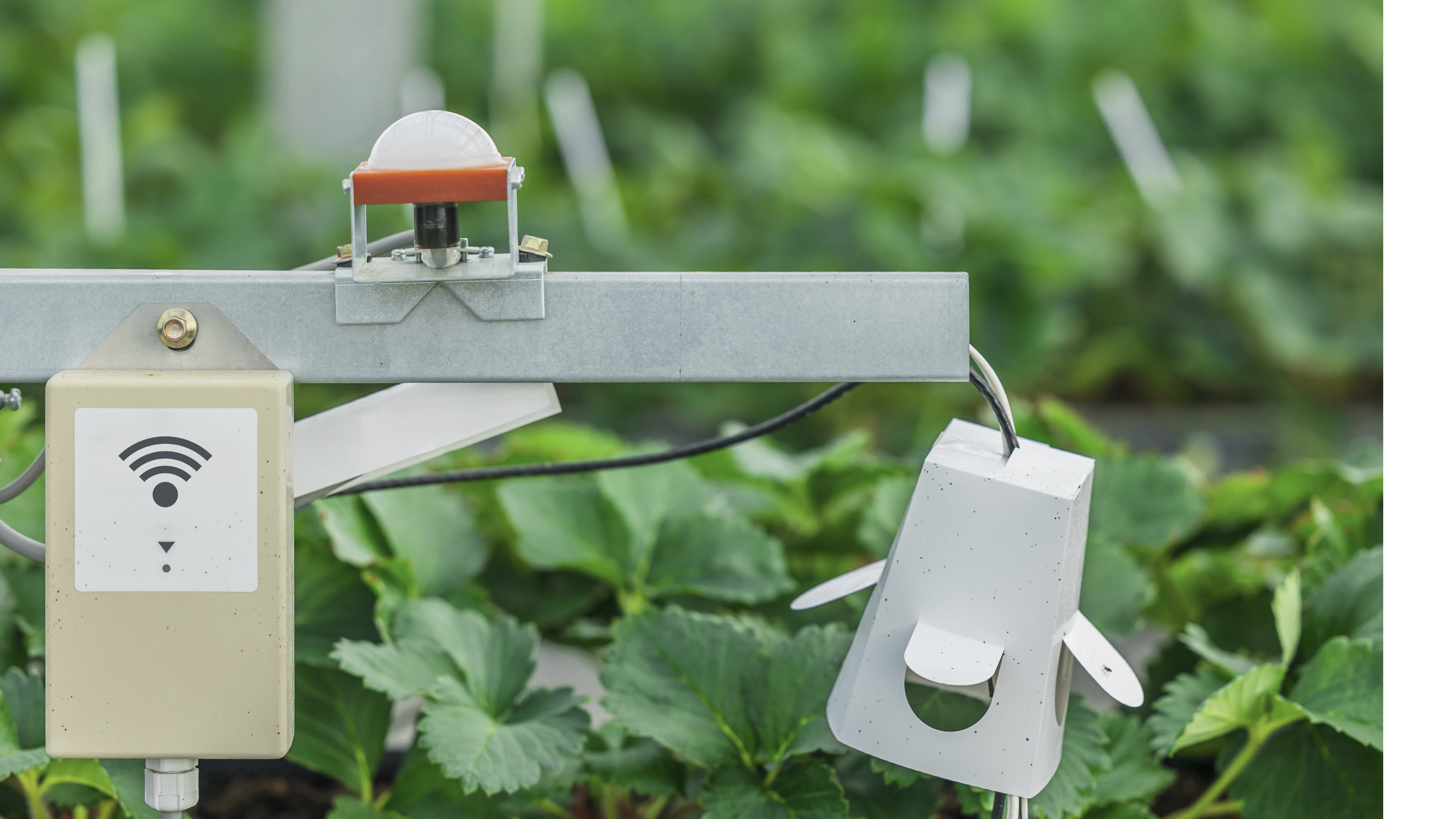 Cette photo montre des appareils de mesure dans un champ de fraises. Deux capteurs électroniques fixés à un poteau métallique mesurent les conditions environnementales autour des plants. À l'arrière-plan, on aperçoit des plants de fraises verdoyants et luxuriants.